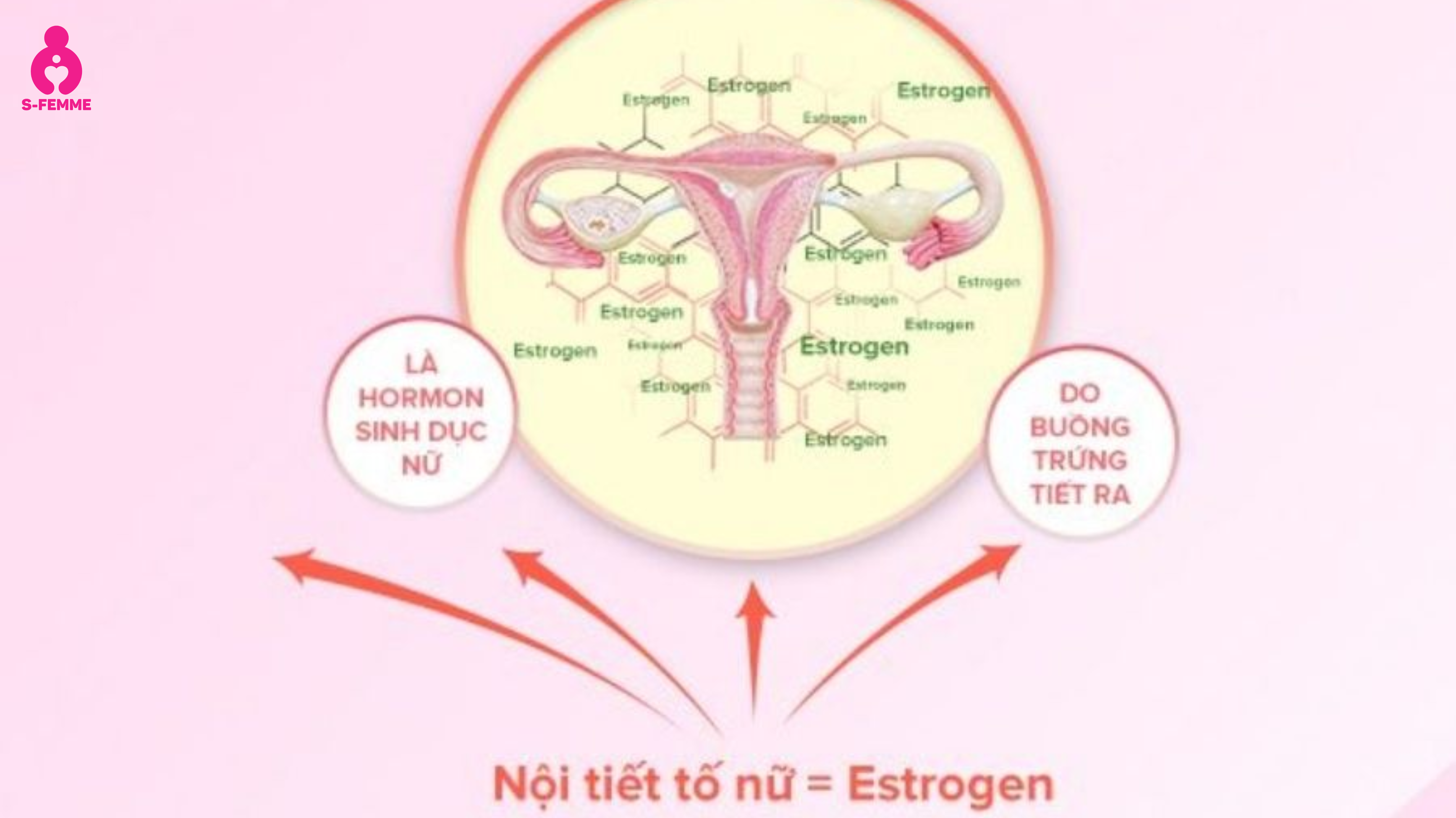 Cơ chế hoạt động của nội tiết tố nữ